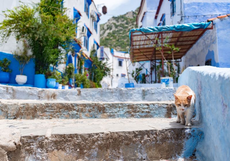 A ginger cat on blue-washed stone steps