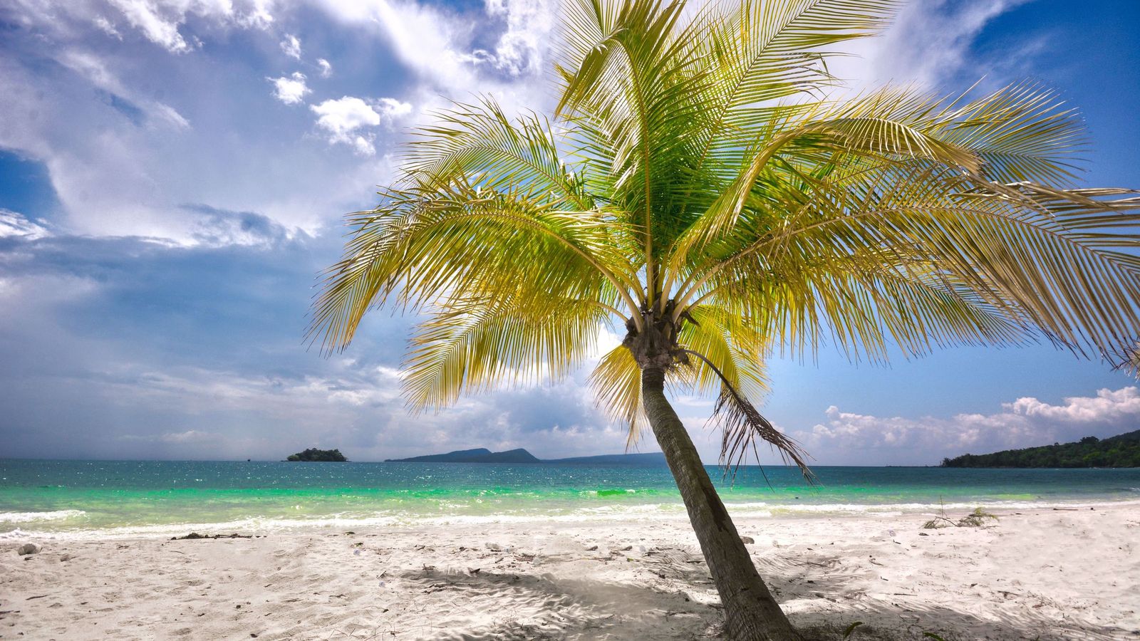 A palm tree leaning over a white-sand beach on Koh Rong